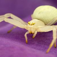 Crab Spider - Misumena vatia 2 